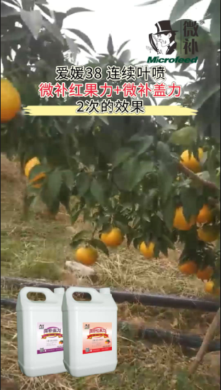 爱媛38 连续叶喷微补红果力+微补盖力2次的效果