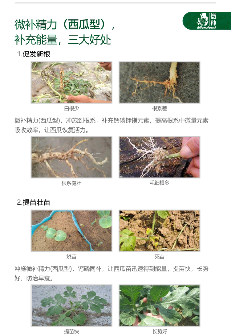 微补精力西瓜型