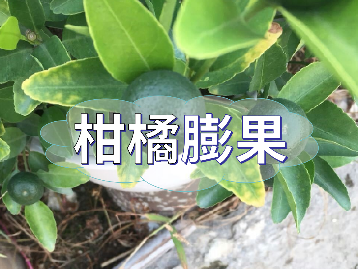 柑橘膨果慢？膨果并非多补钾这么简单！