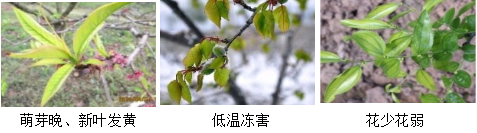 核果类营养方案