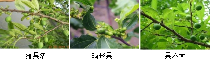 核果类营养方案