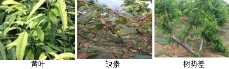 核果类营养方案