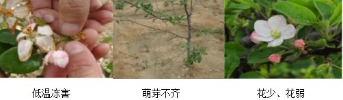 苹果营养方案