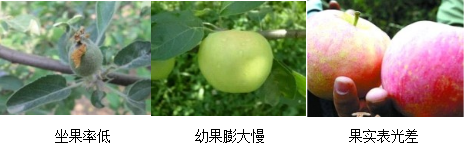 苹果营养方案