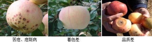 苹果营养方案