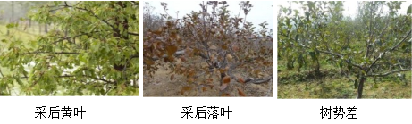 苹果营养方案
