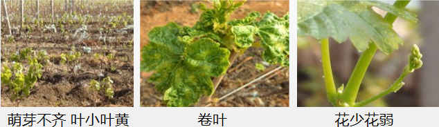 葡萄营养方案