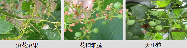 葡萄营养方案