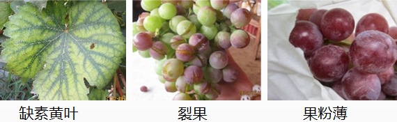 葡萄营养方案