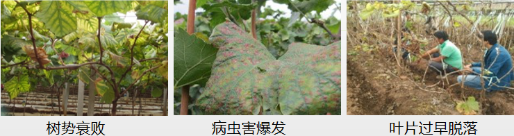 葡萄营养方案