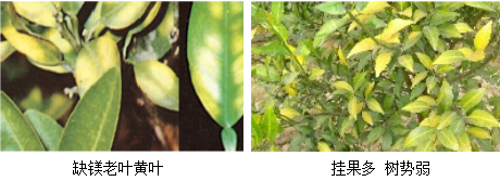 柑橘营养方案