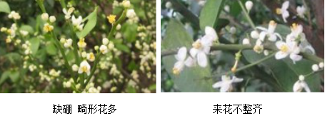 柑橘营养方案