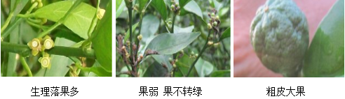柑橘营养方案