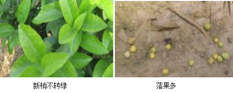 柑橘营养方案