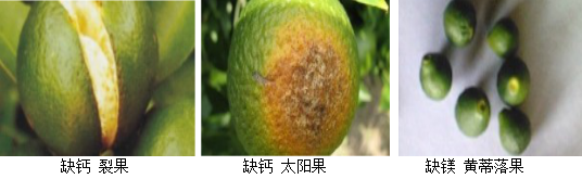 柑橘营养方案