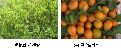 柑橘营养方案