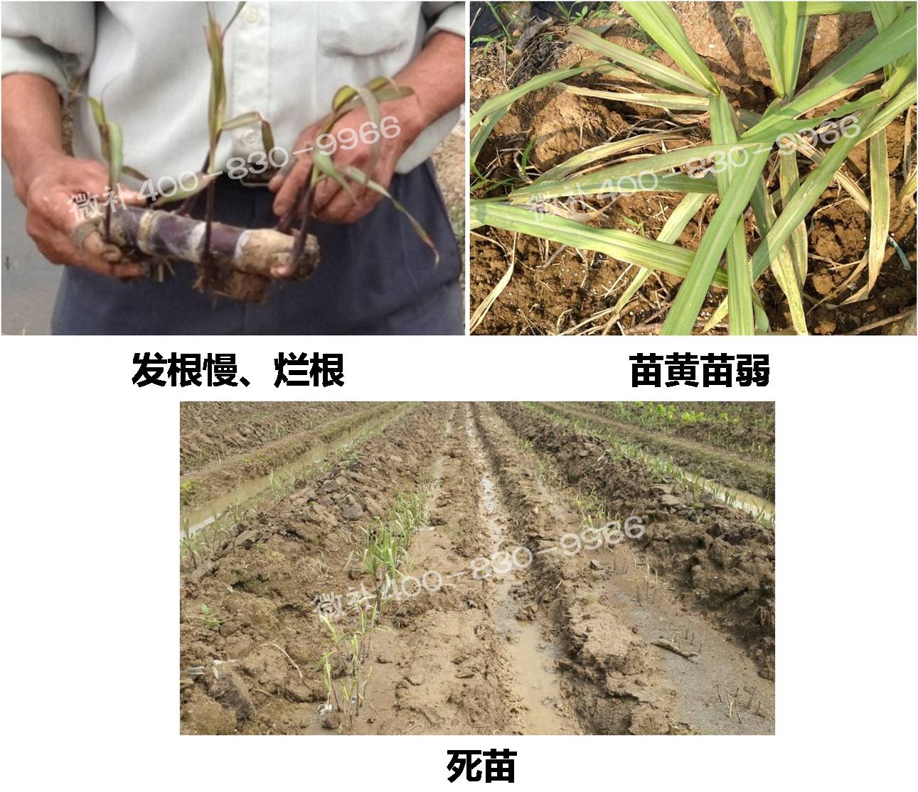 甘蔗营养方案