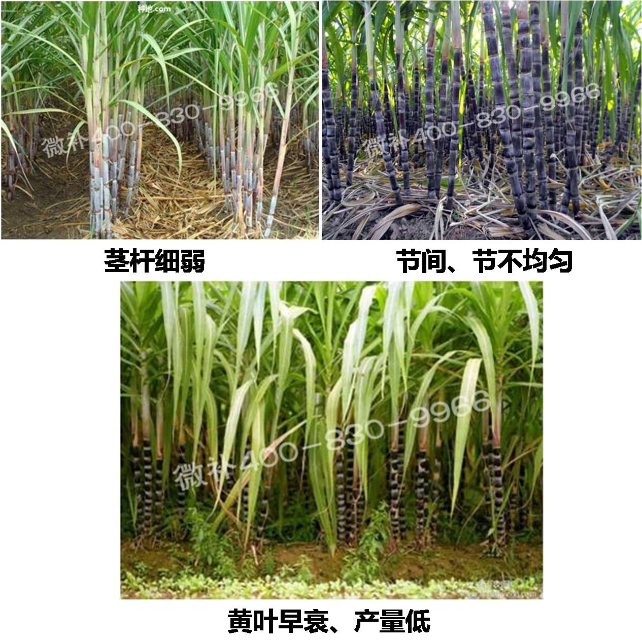 甘蔗营养方案