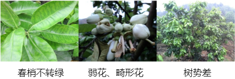 蜜柚营养方案