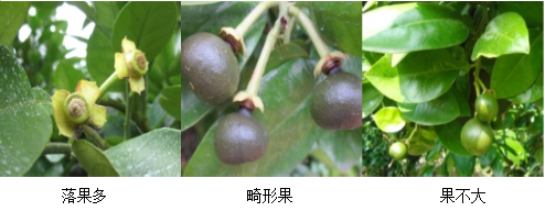蜜柚营养方案