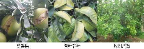 蜜柚营养方案