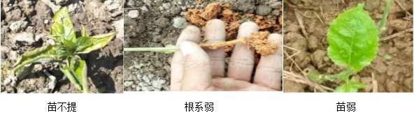 百香果营养方案