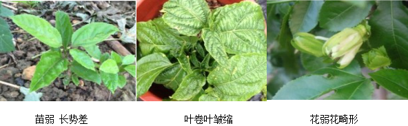 百香果营养方案