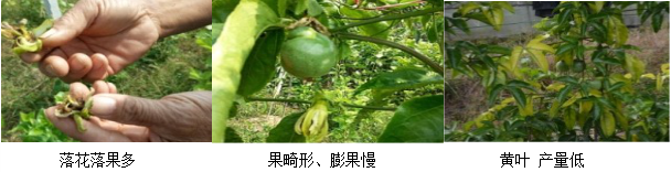 百香果营养方案