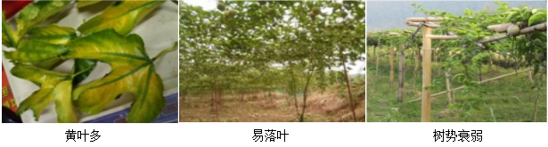 百香果营养方案