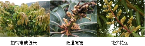 芒果营养方案
