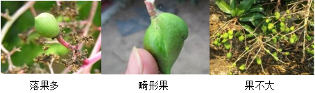 芒果营养方案