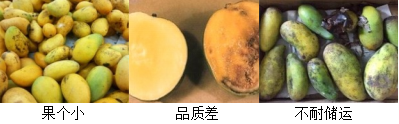 芒果营养方案