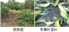 芒果营养方案