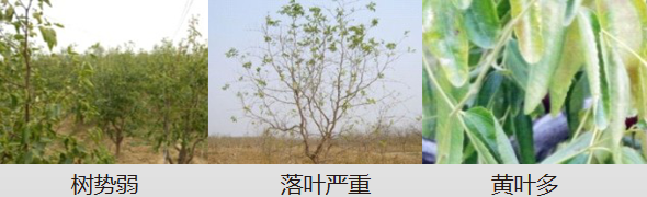 冬枣营养方案