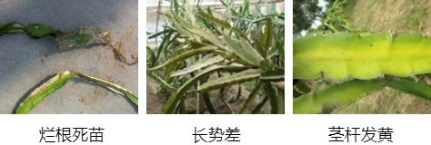 火龙果营养方案