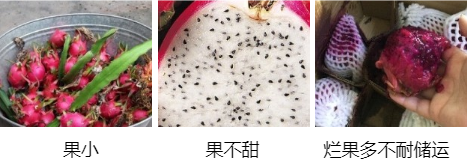 火龙果营养方案