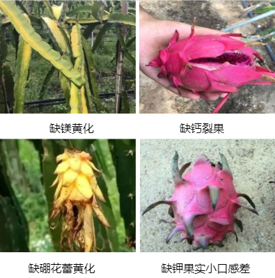 火龙果营养方案