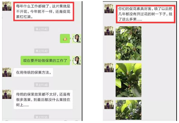 秋梢期，柑橘果农都在做这件事……