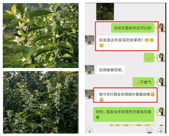 秋梢期，柑橘果农都在做这件事……