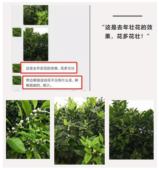 秋梢期，柑橘果农都在做这件事……