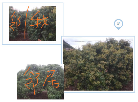 荔枝园连年高产，秘诀在这里