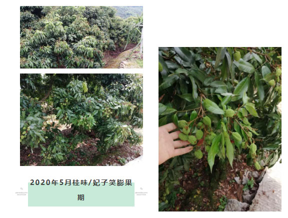 荔枝园连年高产，秘诀在这里