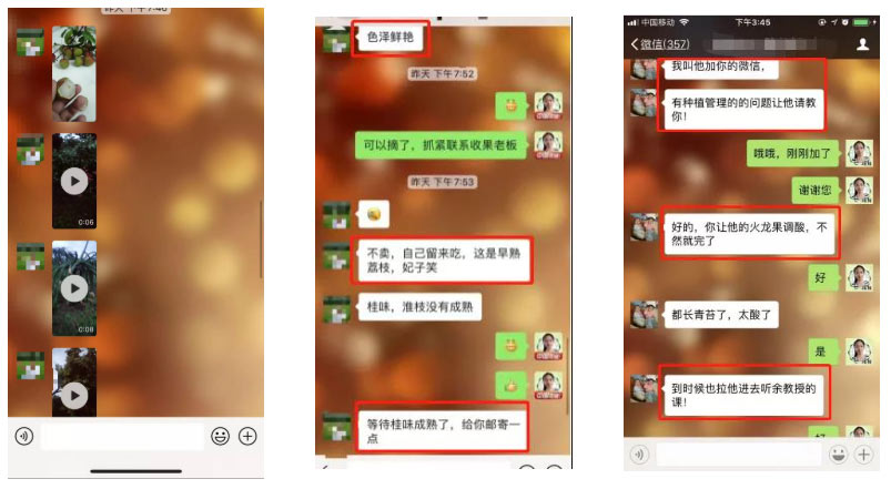 荔枝园连年高产，秘诀在这里