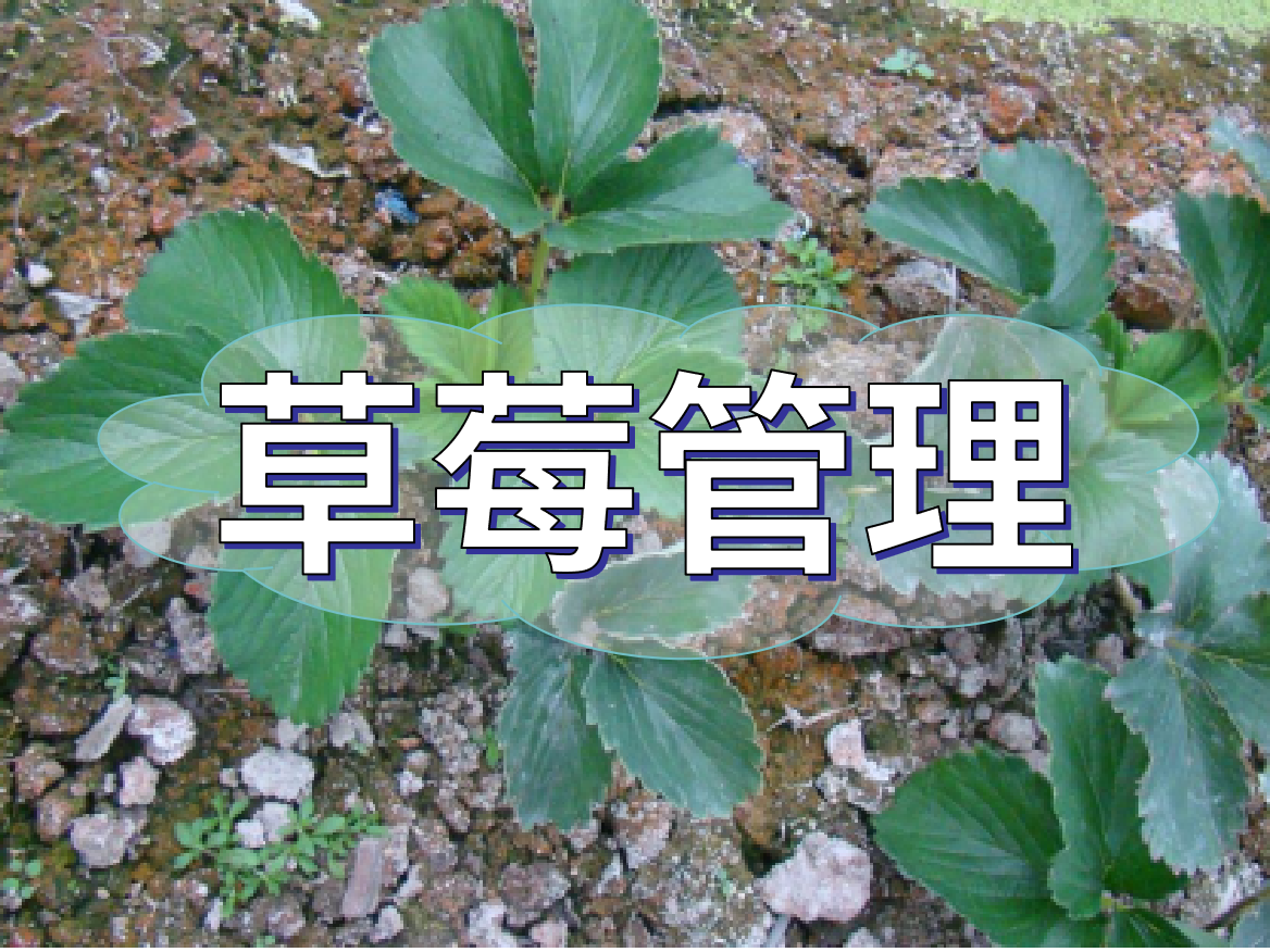 草莓提苗减少死苗方案